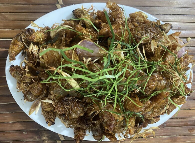 Loại côn trùng khiến nhiều người &#34;rùng mình&#34; bất ngờ thành đặc sản được nhà giàu săn lùng, giá 600.000 đồng/kg vẫn có người mua - 2