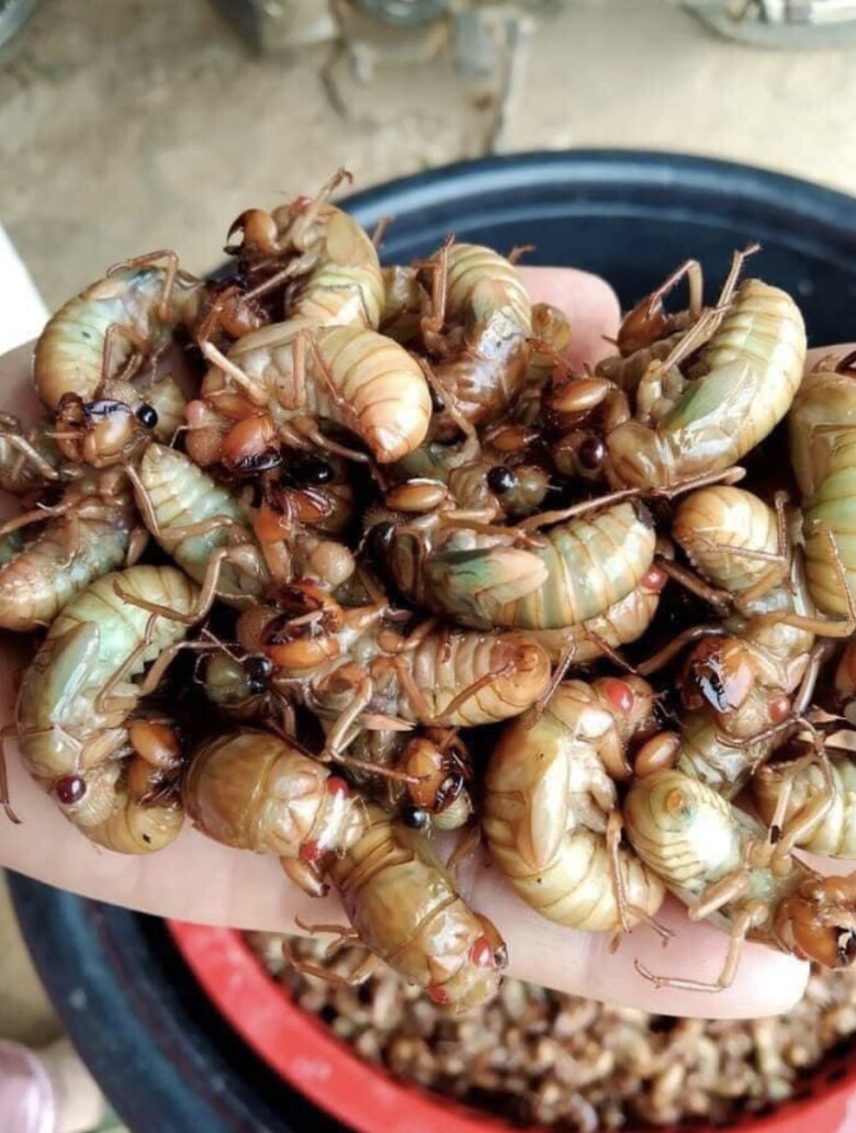 Loại côn trùng khiến nhiều người &#34;rùng mình&#34; bất ngờ thành đặc sản được nhà giàu săn lùng, giá 600.000 đồng/kg vẫn có người mua - 1