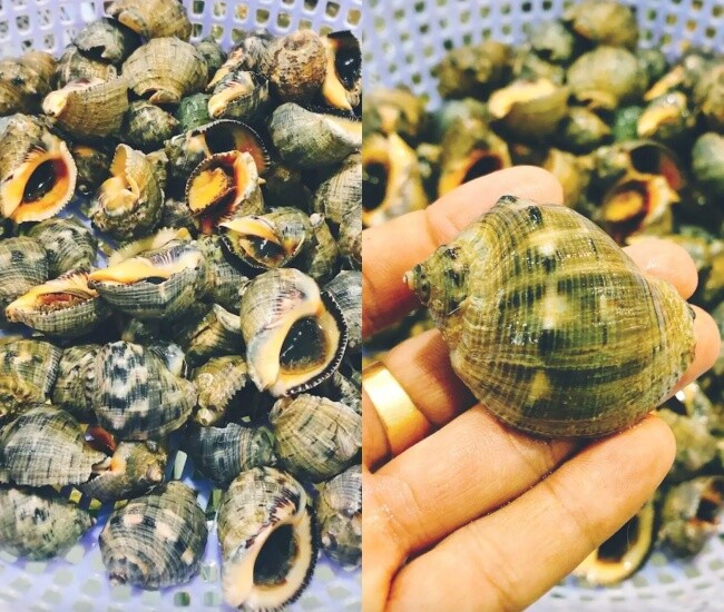 Loài ốc có tên của một loại gia vị quen thuộc, hình thù kỳ lạ ít ai biết, chỉ hấp thôi đã thành món ngon hết sẩy  - 1