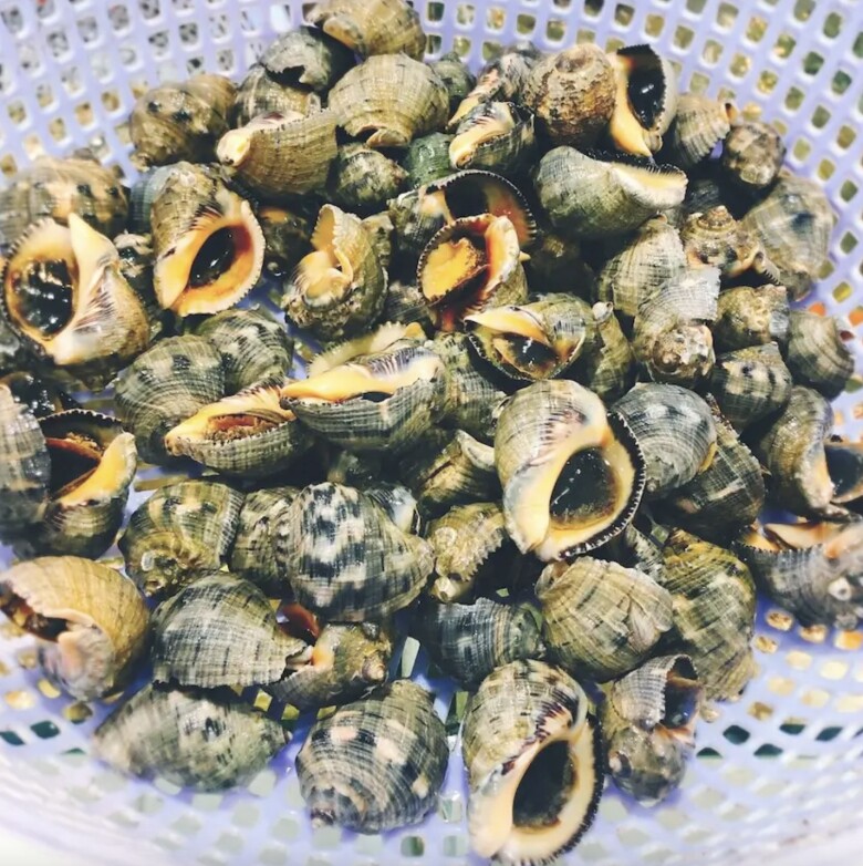 Loài ốc có tên của một loại gia vị quen thuộc, hình thù kỳ lạ ít ai biết, chỉ hấp thôi đã thành món ngon hết sẩy  - 2