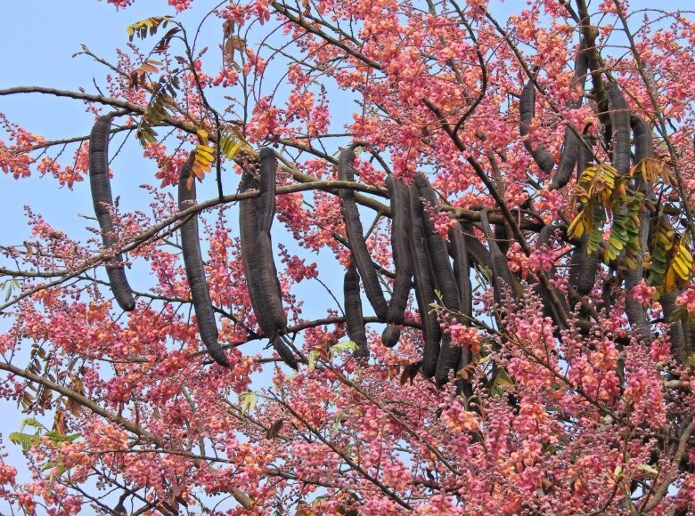 Loại quả có hình dáng kỳ lạ là tuổi thơ của nhiều người, giờ thành đặc sản và thảo dược quý, có tiền chưa chắc mua được - 1