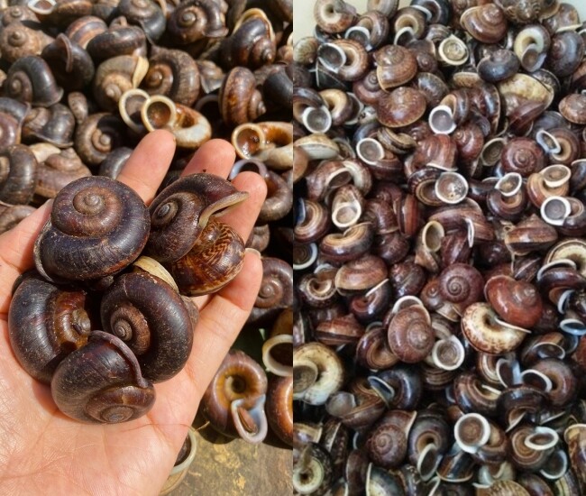 Sinh vật xưa không ai biết giờ thành đặc sản nổi tiếng, giá &#34;đắt xắt ra miếng&#34;, dân thành phố thi nhau săn lùng - 1