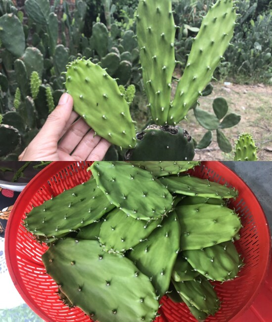 Món canh nấu từ &#34;xương rồng&#34; gây sốt trong Gia đình Haha - 1