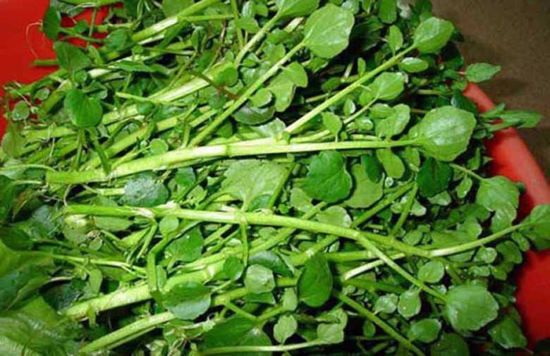 Loại rau tốt nhất thế giới ngừa được K, nước Mỹ chấm 10 điểm, có sẵn ở chợ Việt, 25.000đ/kg - 5