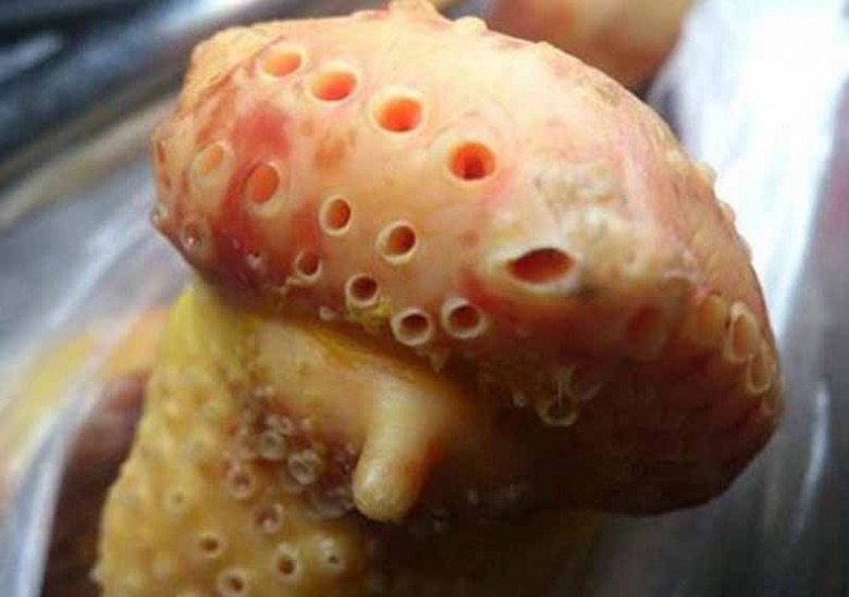 Phần thịt này của con gà giá rẻ như cho nhưng chứa cả ổ vi khuẩn, là món khoái khẩu của nhiều người - 3