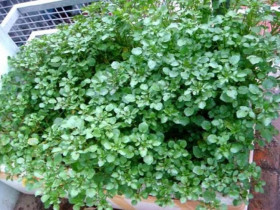 Loại rau tốt nhất thế giới ngừa được K, nước Mỹ chấm 10 điểm, có sẵn ở chợ Việt, 25.000đ/kg