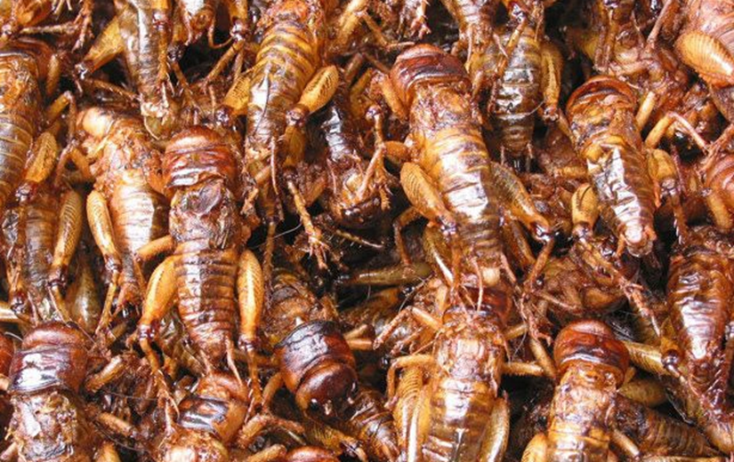Con này trước trẻ con bắt để chơi đùa, giờ là đặc sản được ưa chuộng trong các nhà hàng, giá 500.000 đồng/kg - 7