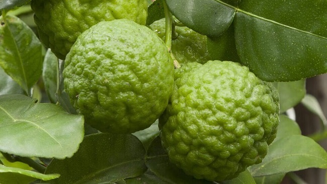 Loại quả rất nổi tiếng ở Thái Lan, lá dùng làm gia vị quả là kho bổ sung Vitamin C, giá 100.000 đồng/kg - 2