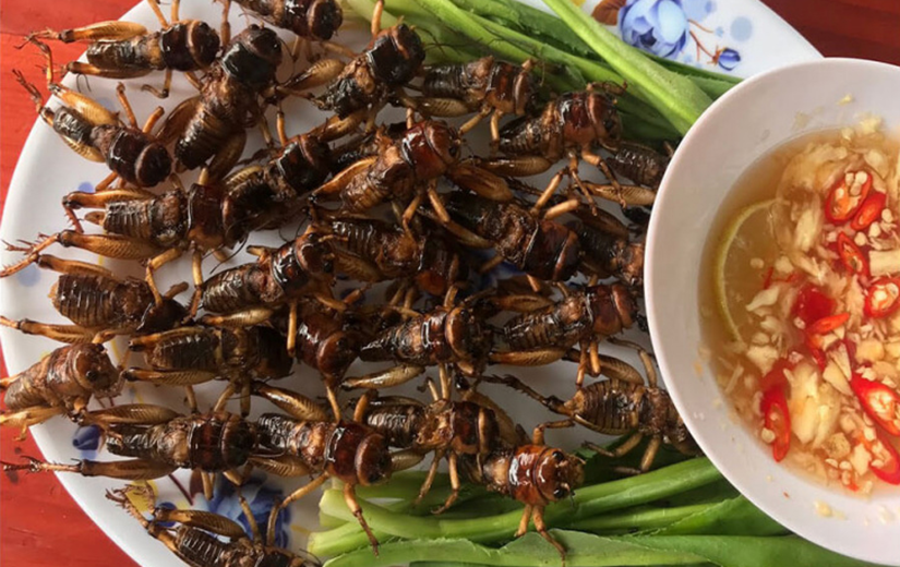 Con này trước trẻ con bắt để chơi đùa, giờ là đặc sản được ưa chuộng trong các nhà hàng, giá 500.000 đồng/kg - 8