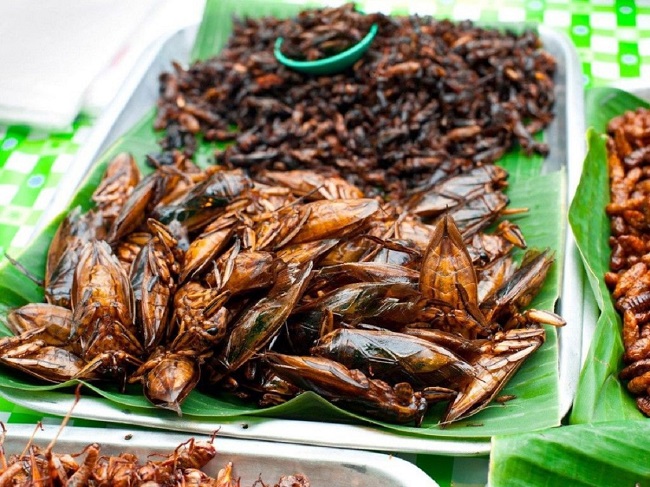 Tinh dầu từ con này có giá 500.000 đồng/ml, cho một giọt vào bát nước mắm sẽ tạo hương vị khó quên - 8