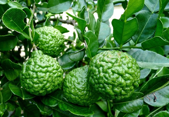 Loại quả rất nổi tiếng ở Thái Lan, lá dùng làm gia vị quả là kho bổ sung Vitamin C, giá 100.000 đồng/kg - 1