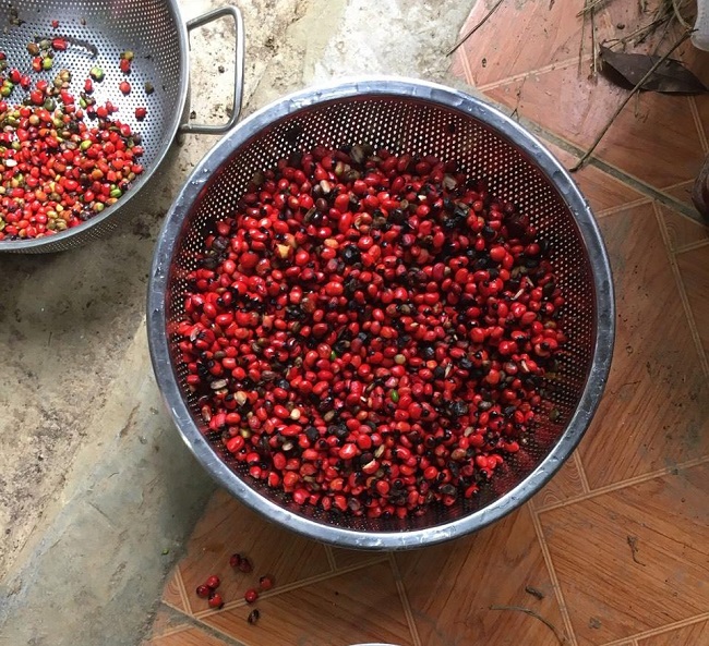 Hạt của cây này có giá tới 240 triệu đồng/kg, là giống cây quý chỉ có ở một số tỉnh của Việt Nam - 4