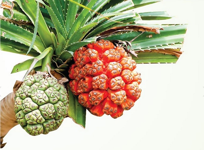Loại quả dại có giá 100.000 đồng/kg, tốt cho sức khỏe và làm đẹp, chúng mọc phổ biến ở miền Tây - 3