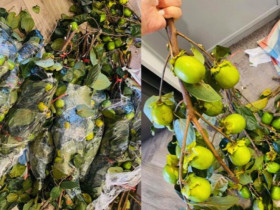 Quả này là đặc sản mùa thu, ăn ngon và tốt cho sức khỏe, ngoài chợ bán rất nhiều