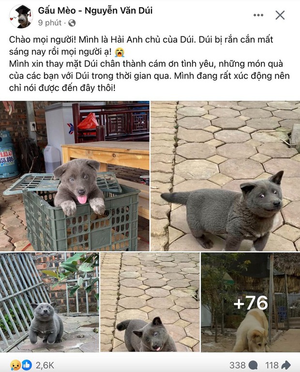 Chú chó Idol Nguyễn Văn Dúi qua đời, Hoa hậu Đoàn Thiên Ân cũng để lại bình luận - 1