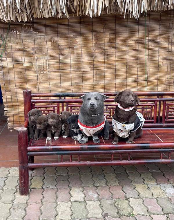 Chú chó Idol Nguyễn Văn Dúi qua đời, Hoa hậu Đoàn Thiên Ân cũng để lại bình luận - 7