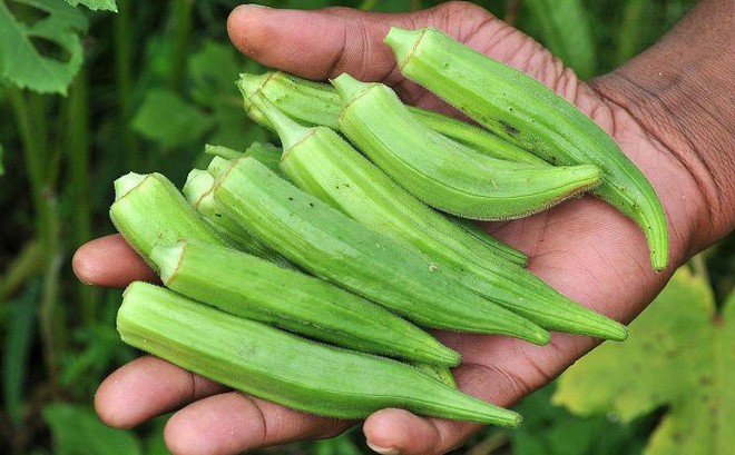 3 thực phẩm nuôi dưỡng “vi khuẩn gầy” trong ruột, càng ăn nhiều càng không lo béo - 2