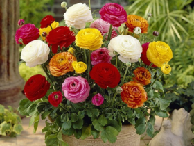 5 loại hoa cuối năm gia đình nào cũng nên trưng, mang ý nghĩa may mắn, giá chỉ từ 50.000 ngàn