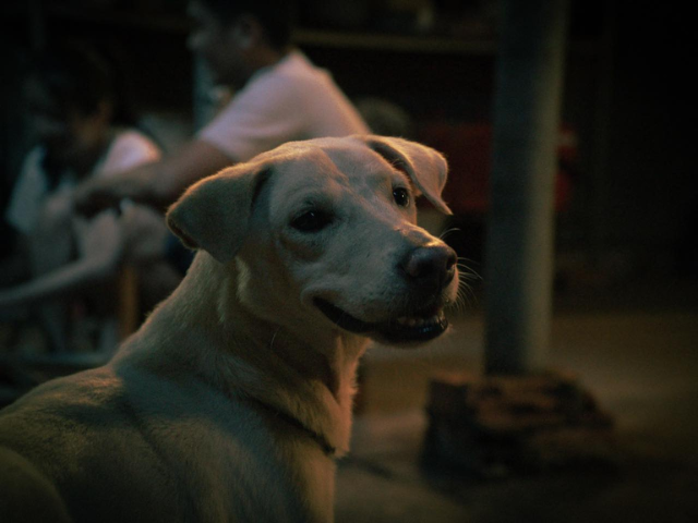 Chú chó Mít: Hành trình từ lò mổ đến &#34;ngôi sao&#34; điện ảnh phim kinh dị Việt - 2