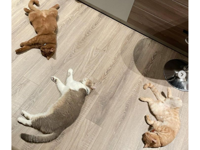 Ngoài đường làm sao hạng A, nhưng về nhà thì nghệ sĩ Việt cũng làm "con sen" cho các "boss cưng" - 12