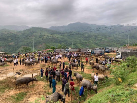 Độc lạ phiên chợ mua bán trâu bò lớn nhất Tây Bắc, không cần "giao dịch" thành công vì một lý do