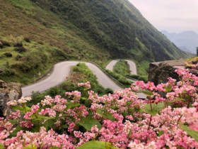 8 điểm ngắm hoa tam giác mạch đẹp nhất Hà Giang, vừa ngắm cảnh vừa sống ảo “quên lối về”