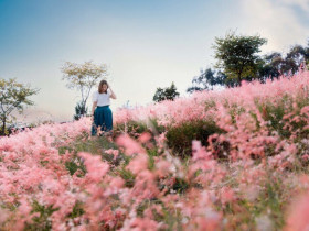 Chẳng cần tới Đà Lạt, cách Hà Nội không xa cũng có một đồi cỏ hồng đẹp mộng mơ ngày chớm đông