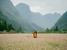 Ghé Hà Giang "săn" loài hoa xưa dùng để cứu đói dân nghèo, nay thành điểm hút khách bậc nhất