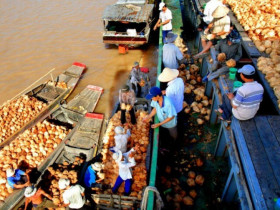 Về sông Thom ghé chợ nổi "độc lạ" Bến Tre: Quanh năm chỉ bán duy nhất 1 loại hàng mà lúc nào cũng tấp nập khách