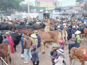 Nghệ An có phiên chợ gia súc "khủng" nhất cả nước, hàng nghìn người kéo đến mua bán cực sầm uất