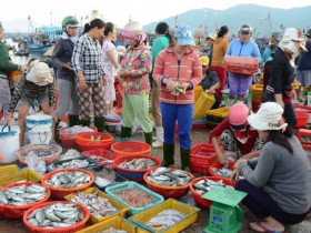 Ghé khu chợ bán hải sản tươi ngon nhất Quảng Ninh, toàn cá mực vừa đánh bắt từ biển về, giá siêu rẻ