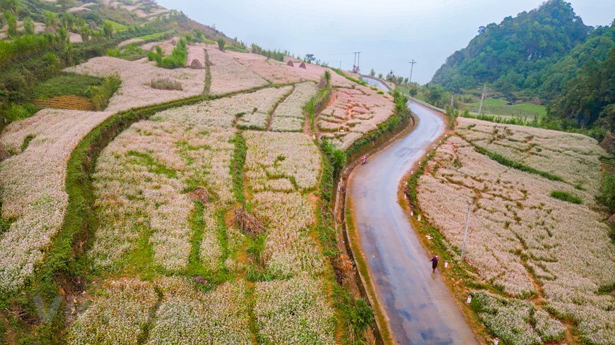 8 điểm ngắm hoa tam giác mạch đẹp nhất Hà Giang, vừa ngắm cảnh vừa sống ảo “quên lối về” - 7