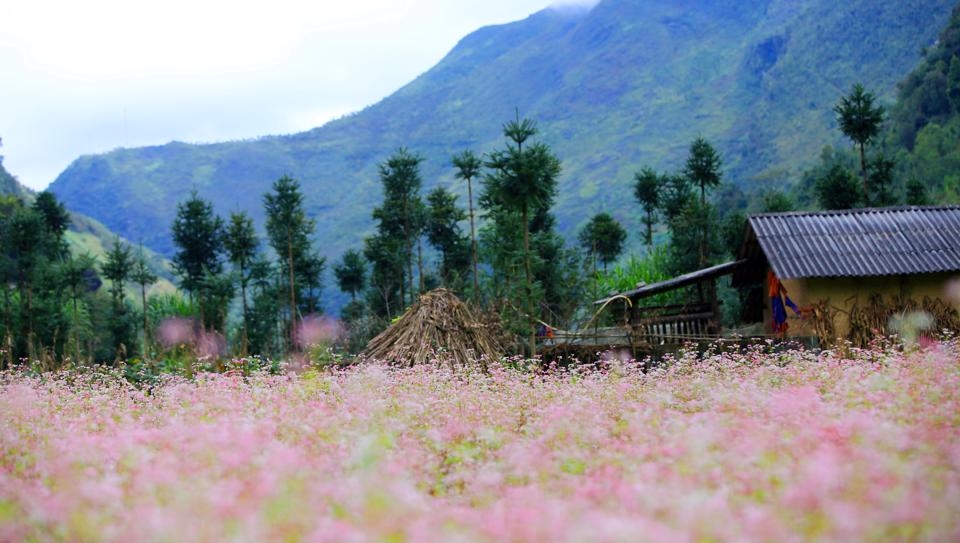 8 điểm ngắm hoa tam giác mạch đẹp nhất Hà Giang, vừa ngắm cảnh vừa sống ảo “quên lối về” - 4