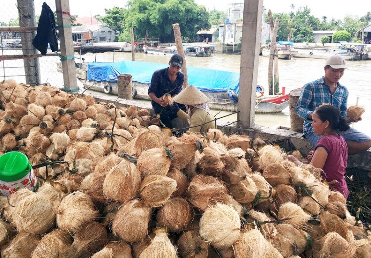 Về sông Thom ghé chợ nổi &#34;độc lạ&#34; Bến Tre: Quanh năm chỉ bán duy nhất 1 loại hàng mà lúc nào cũng tấp nập khách - 1