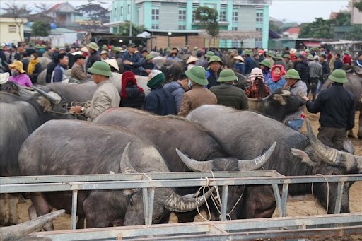 Nghệ An có phiên chợ gia súc &#34;khủng&#34; nhất cả nước, hàng nghìn người kéo đến mua bán cực sầm uất - 2