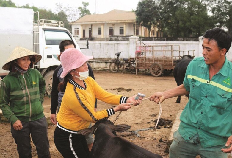 Nghệ An có phiên chợ gia súc &#34;khủng&#34; nhất cả nước, hàng nghìn người kéo đến mua bán cực sầm uất - 6