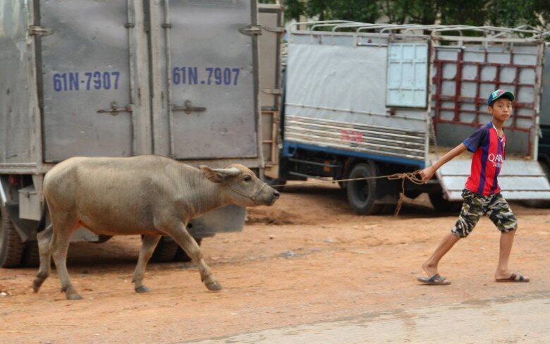 Nghệ An có phiên chợ gia súc &#34;khủng&#34; nhất cả nước, hàng nghìn người kéo đến mua bán cực sầm uất - 7