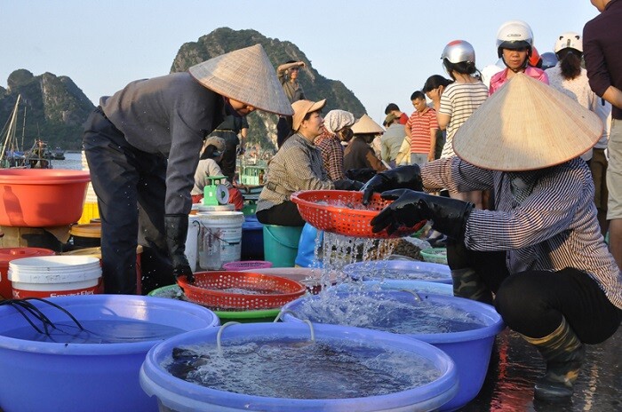 Ghé khu chợ bán hải sản tươi ngon nhất Quảng Ninh, toàn cá mực vừa đánh bắt từ biển về, giá siêu rẻ - 3