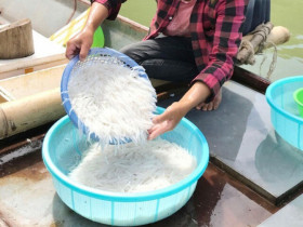 Đặc sản trong veo như sợi thủy tinh, mỗi năm chỉ có một lần, giá 200.000 đồng/kg mà ai cũng thi nhau săn lùng 