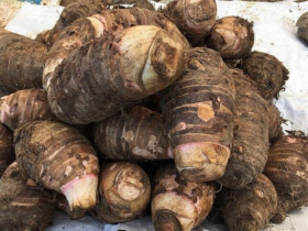"Lộc trời" xưa chẳng ai ăn ở Mộc Châu, nay thành đặc sản dân thành phố lùng mua, giá đến 120.000 đồng/kg