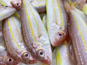 Cá nghe tên đã thấy "phèn" tưởng không ai ăn lại là đặc sản ở Quảng Ninh, giá trị dinh dưỡng cao giá bán 250.000 /1 kg
