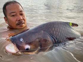 Loài cá chỉ đại gia mới dám ăn, nặng hơn 100kg vẫn "săn lùng" ráo riết vì siêu hiếm, thịt ngon béo giàu dinh dưỡng