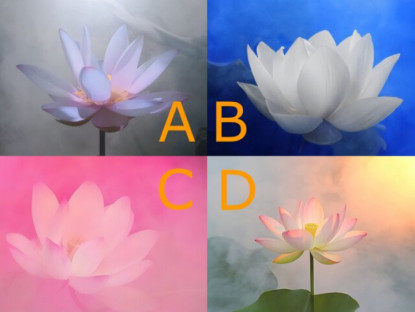 Trắc nghiệm: Người ấy có thật sự là "chân ái" của bạn không? Chọn một bông hoa sen để biết đáp án