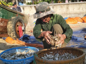 Loài cá "nhà nghèo" là hương vị tuổi thơ của người miền Trung, đem kho chấm rau luộc được ví với "ân huệ của đất trời"
