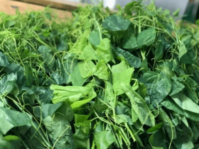 Loại rau khiến khách "bịt mũi" bỏ chạy lại thành đặc sản xuất khẩu sang Mỹ nhờ hương vị lạ và siêu bổ dưỡng