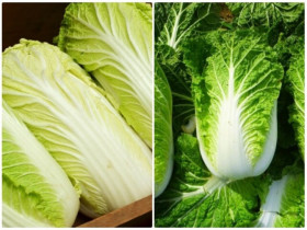 Mua cải thảo nên chọn cây xanh hay trắng, người trồng mách 3 tuyệt chiêu giúp không lần nào chọn nhầm