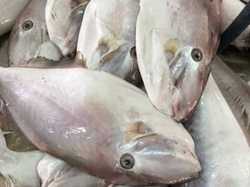 Loài cá tên như thú 4 chân xưa chỉ "nhà nghèo" mới ăn, nay đem phơi khô lại được giới trẻ cực thích, bán 250.000 đồng/kg