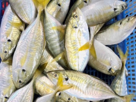 Loài cá tên như con gái là đặc sản chị em "săn lùng", thịt ngọt ngon săn chắc lại thơm béo như phomai