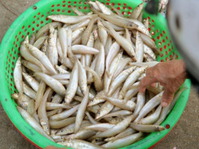 Loài cá có tên nghe "cục súc" đem làm gỏi thành đặc sản nức tiếng ở Hà Tĩnh, người khó tính nhất cũng gật gù khen ngon