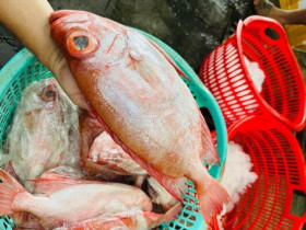 Loài cá có tên như món "khoái khẩu" của các cụ lại là đặc sản nức tiếng miền Tây, 300.000đ/kg vẫn "cháy hàng"